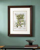 Basil Or Rhododendron Pants Print "24x30" Inches 