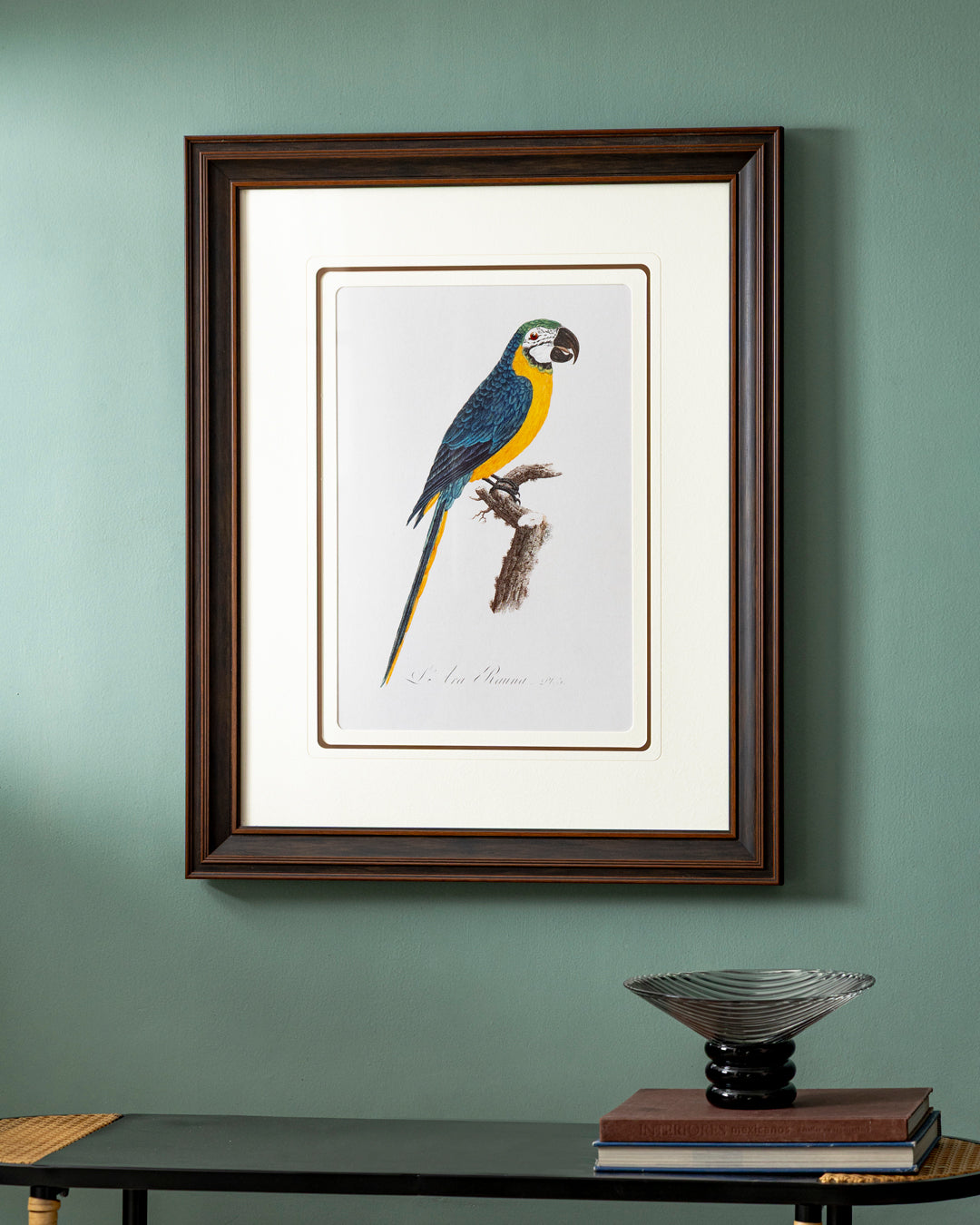 Levaillant Parrot Bird Print "24x30" Inches