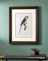 Levaillant Parrot Bird Print "24x30" Inches 