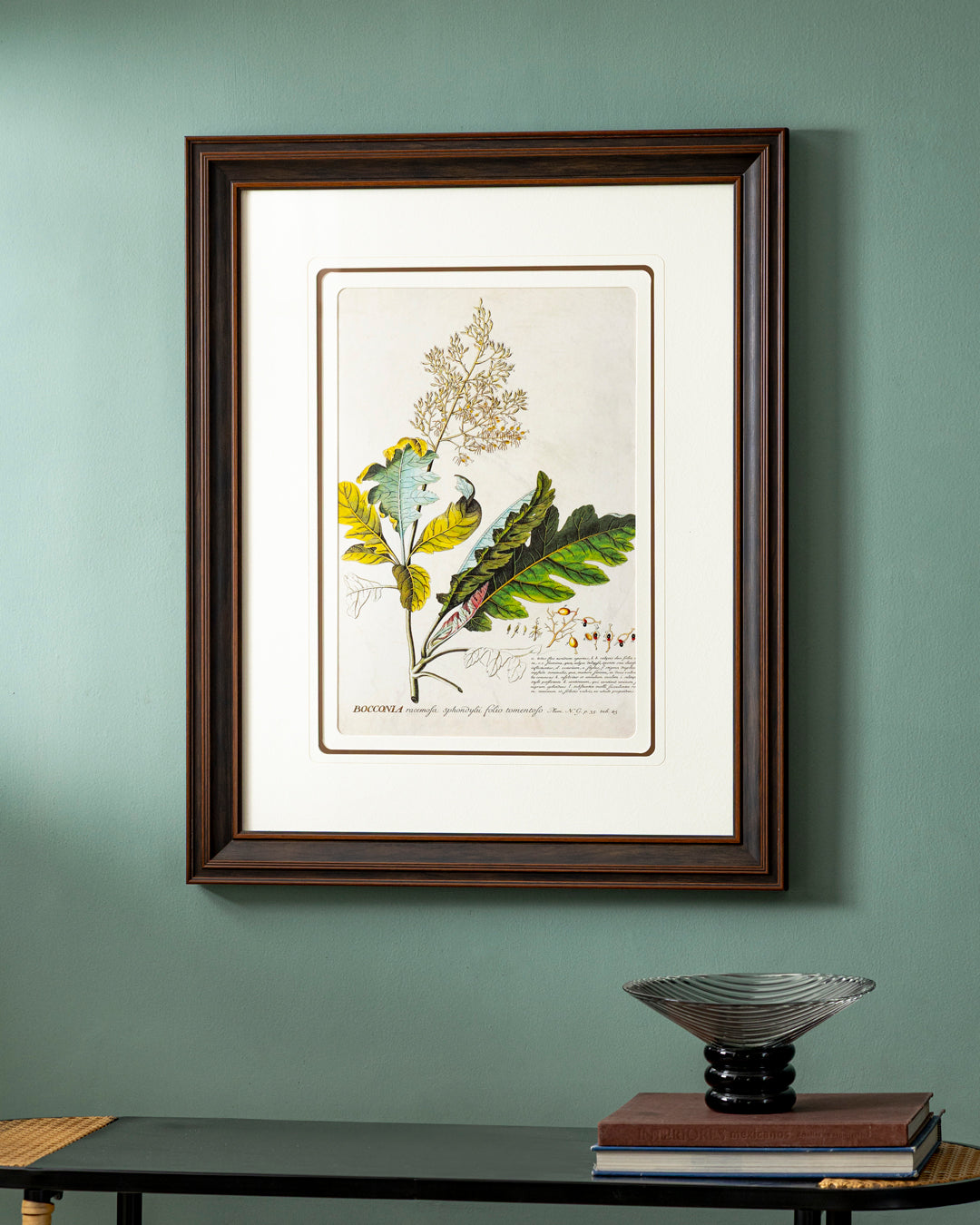 Bocconia Plant Print "24x30" Inches