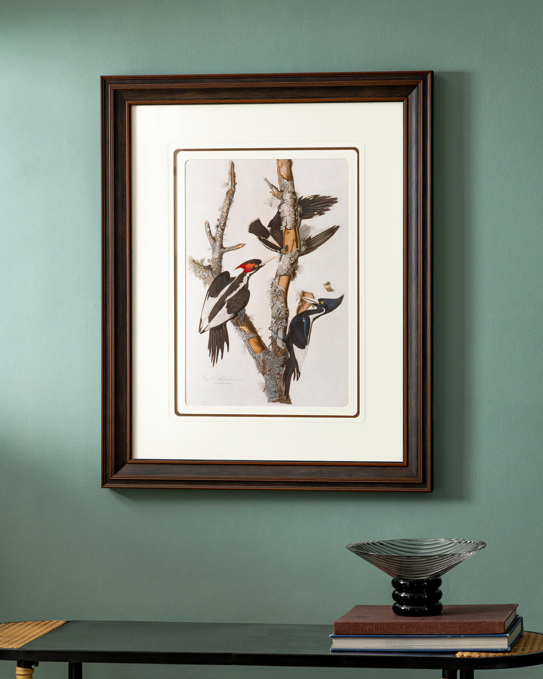 Ivory Billed Woodpecker Bird Print "24x30" Inches
