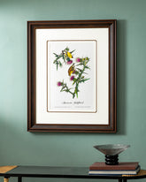Yellow American Goldfinch Bird Print "24x30" Inches 
