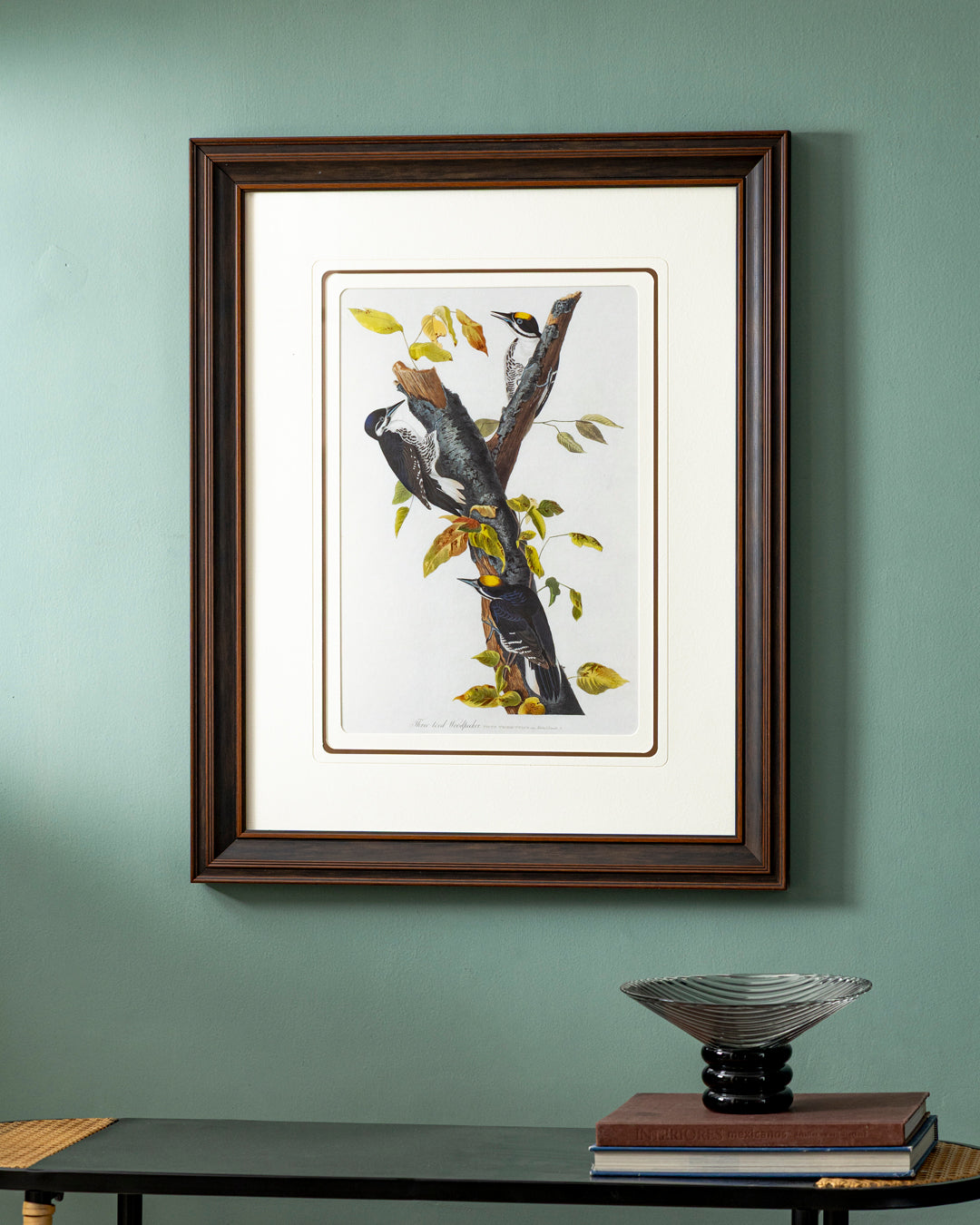 Black Backed Three Toed Woodpecker Bird Print "24x30" Inches