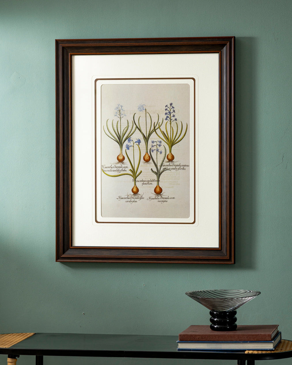 Hyacinthus candidissimus plenoflore Print "24x30" Inches