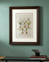 Hyacinthus candidissimus plenoflore Print "24x30" Inches 