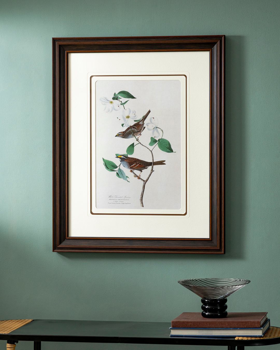 White Throated Sparrow Bird Print "24x30" Inches