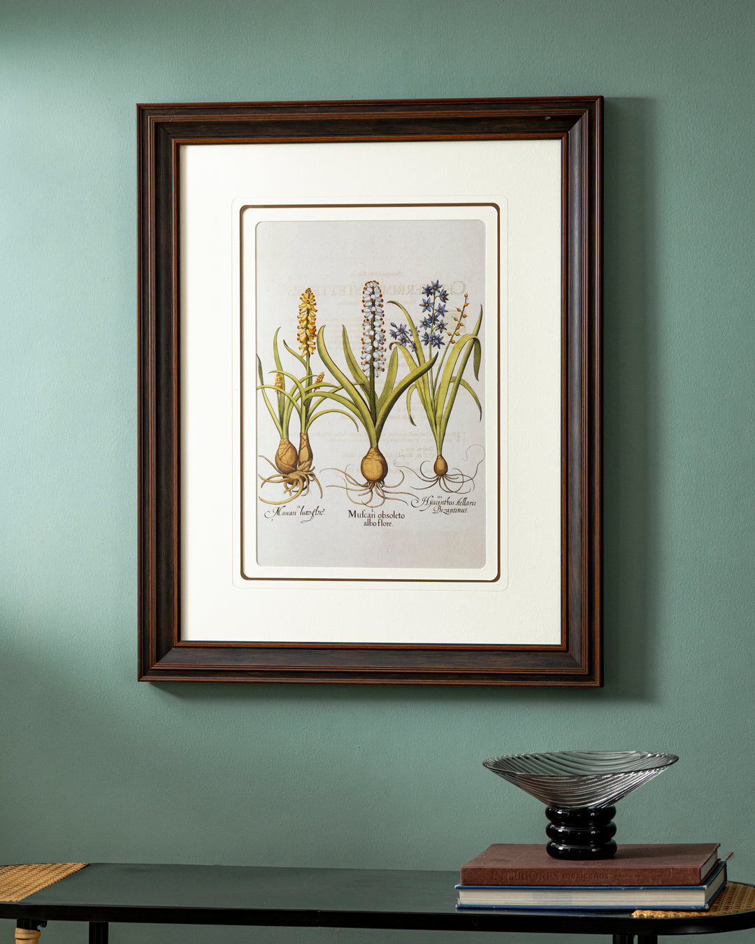 Muscari Obsoleto Alboflore Plant Print "24x30" Inches
