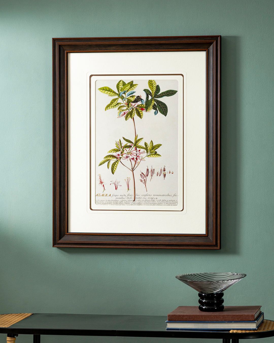 Bocconia Plant Print "24x30" Inches