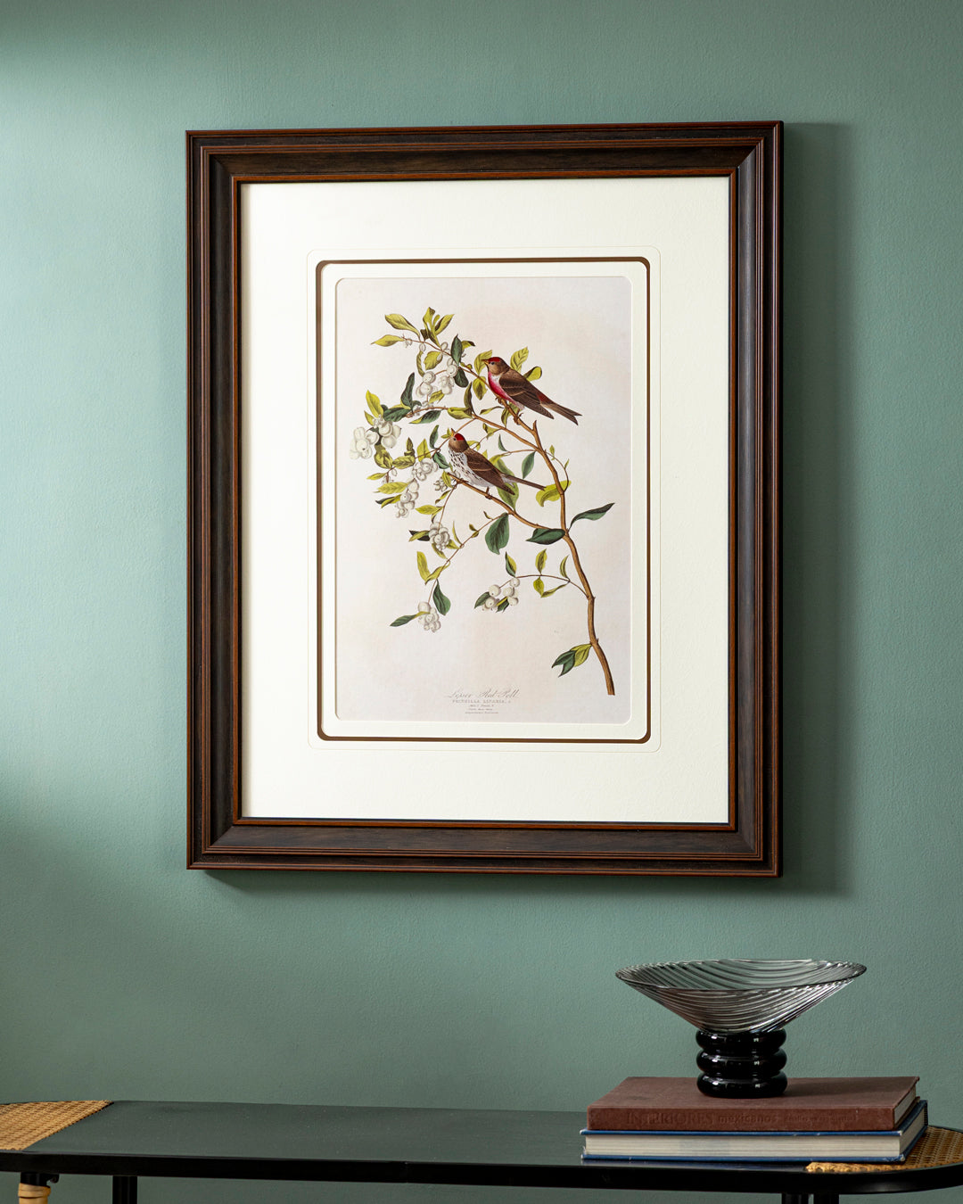 Lesser Red Poll Bird Print "24x30" Inches 