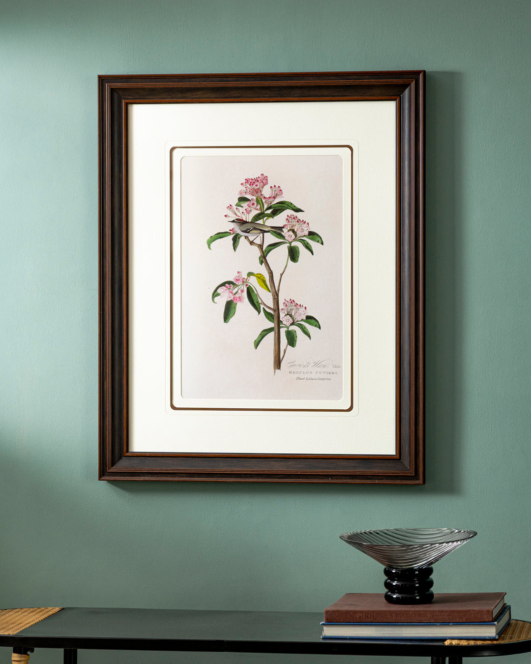 Cuvier's Wren Bird Print "24x30" Inches