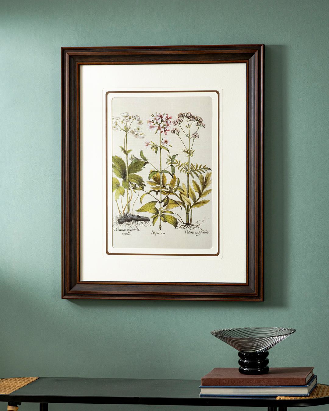 Veratrum Nigrumdis Scordis Print "24x30" Inches