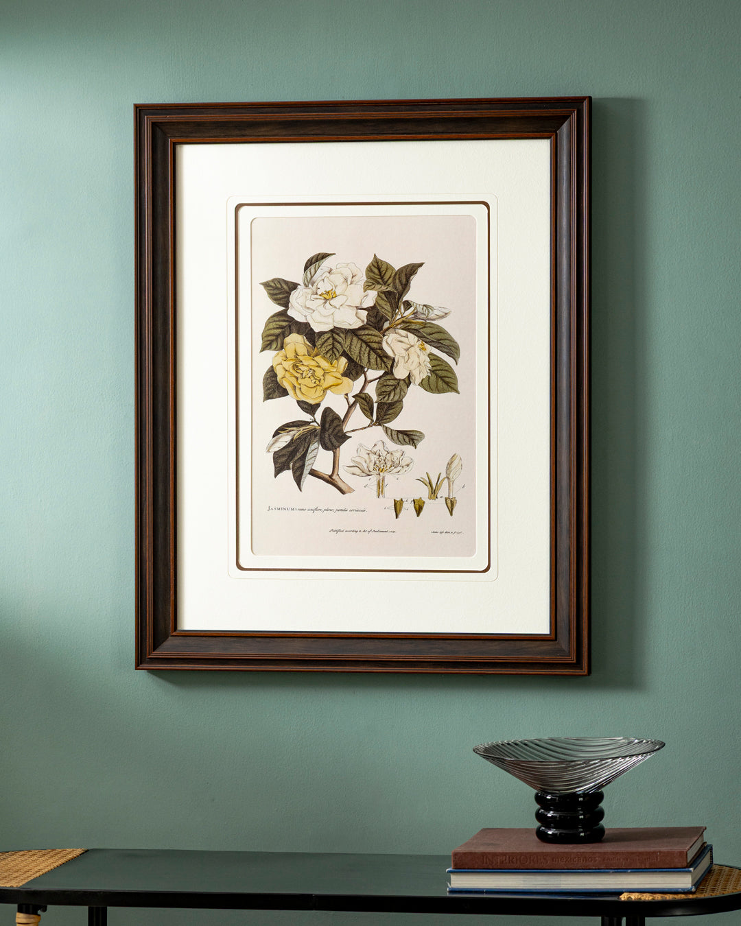 Jasmine (Jasminum) Engraving Print "24x30" Inches