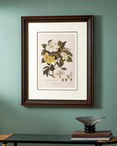 Jasmine (Jasminum) Engraving Print "24x30" Inches 