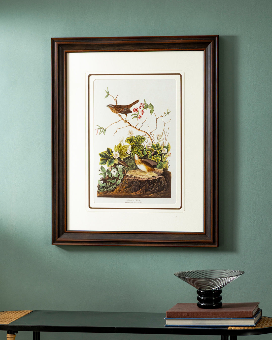 Lincoln Finch Bird Print "24x30" Inches 