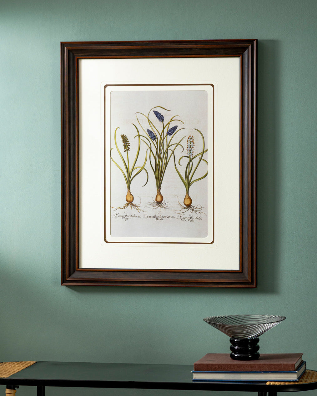 Hyacinthus Stellatus Ltalicus Plants Print "24x30" Inches
