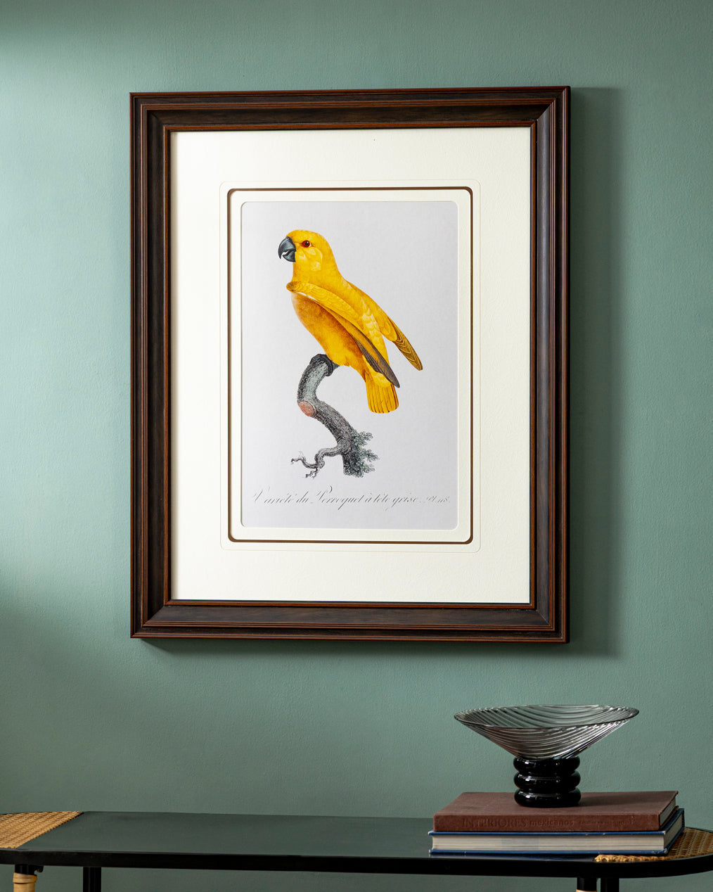 Rare Yellow Senegal Parrot Bird Print "24x30" Inches