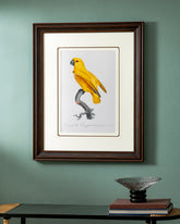 Rare Yellow Senegal Parrot Bird Print "24x30" Inches 