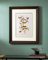 Mourning Warbler Birds Print "24x30" Inches 