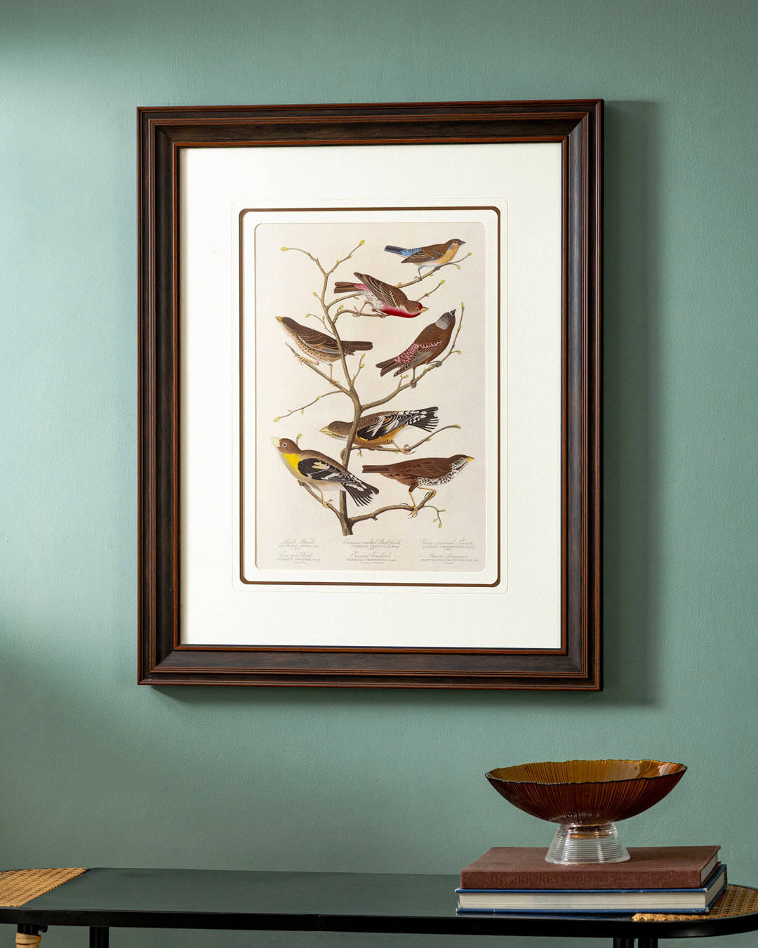 Lazuli Finch Bird Print "24x30" Inches 