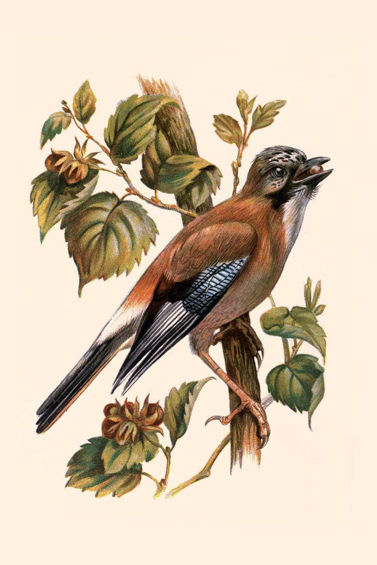 Familiar wild Birds 4 Print 