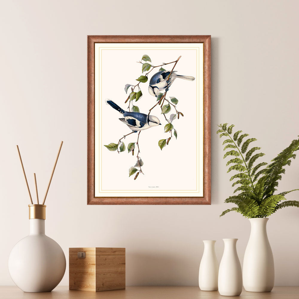 Gould Birds Europe Print 