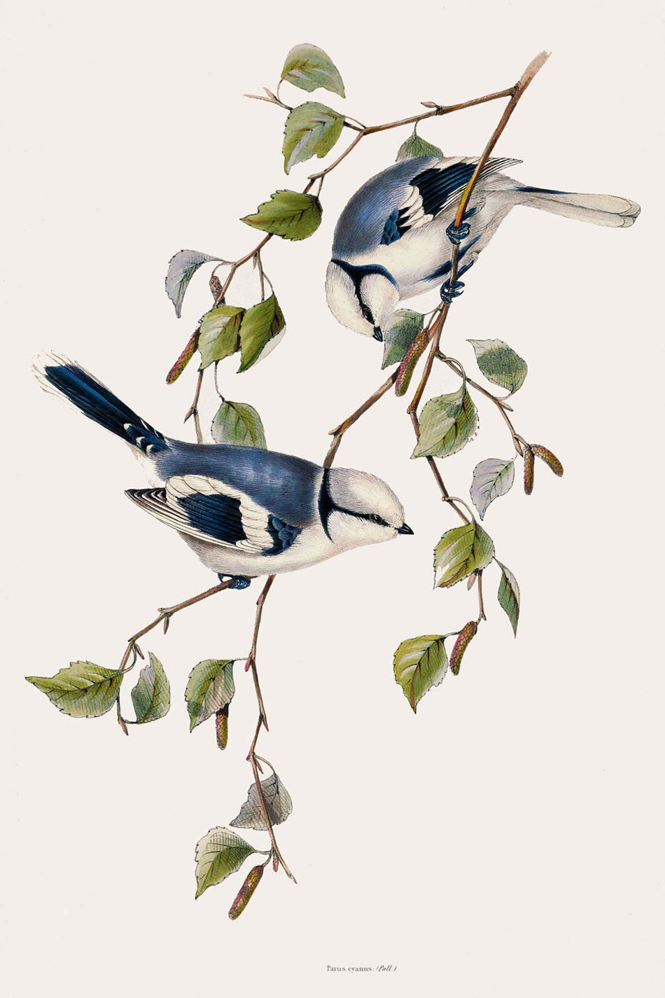 Gould Birds Europe Print 