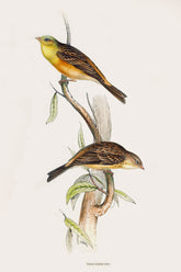 Gould Birds Europe Print 