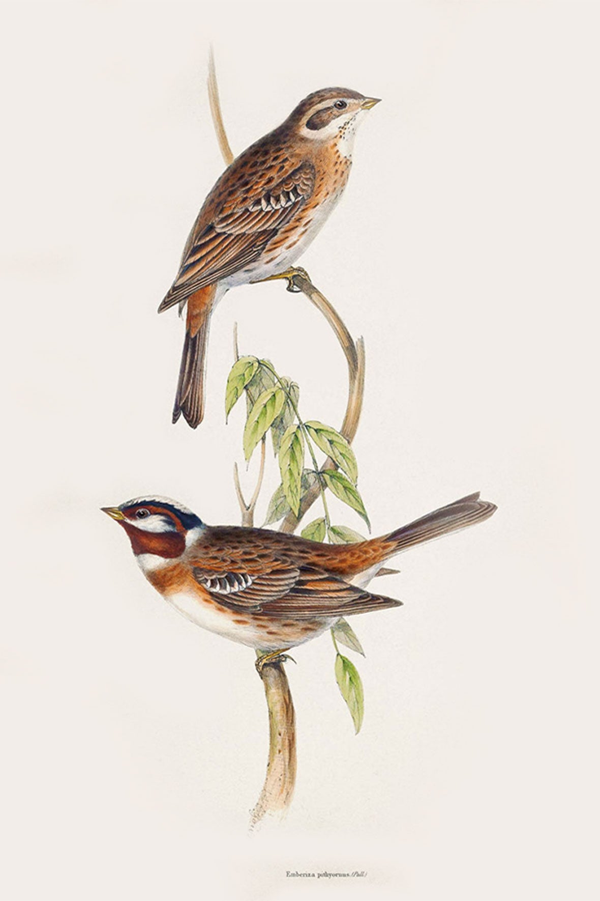 Gould Birds Europe Print 
