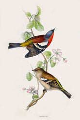 Gould Birds Europe Print 
