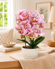 Moth Orchid Artificial Flower Arrangement - Pink