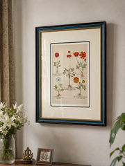 Ranunculus Asiaticus Cranium Plant Print "24x30" Inches