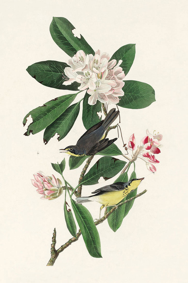 Canada Warbler Bird Print 