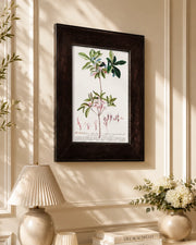 Bocconia Plant