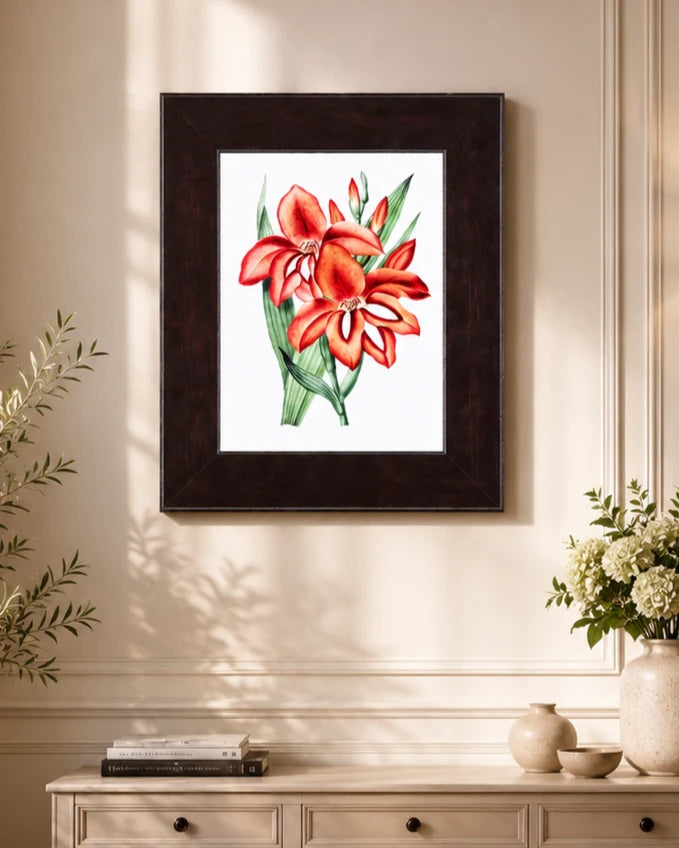 Gladiolus Flower 