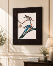 Passenger Pigeon Bird