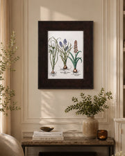 Hyacinthus stellatus Italicus