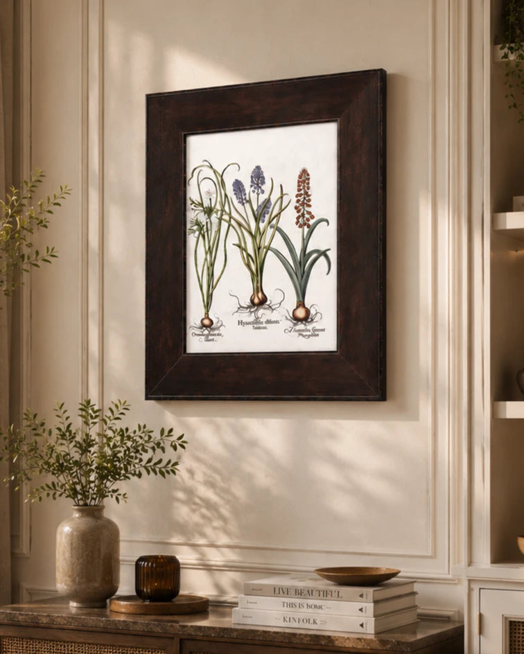 Hyacinthus stellatus Italicus