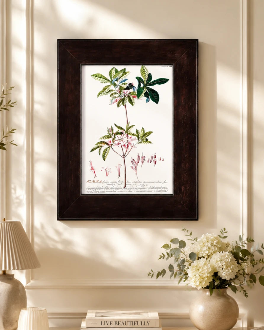Bocconia Plant