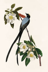 Fork Tailed Flycatcher Bird Print 