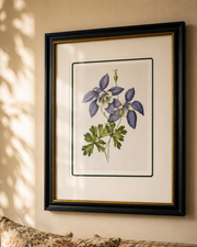 Blue Columbine Flowers Print "24x30" Inches