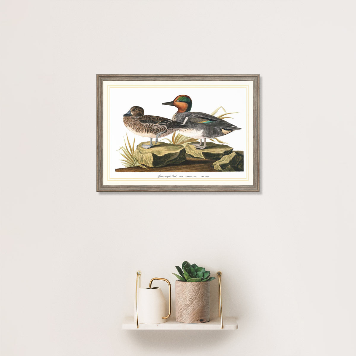 Green Winged Teal Bird Print 