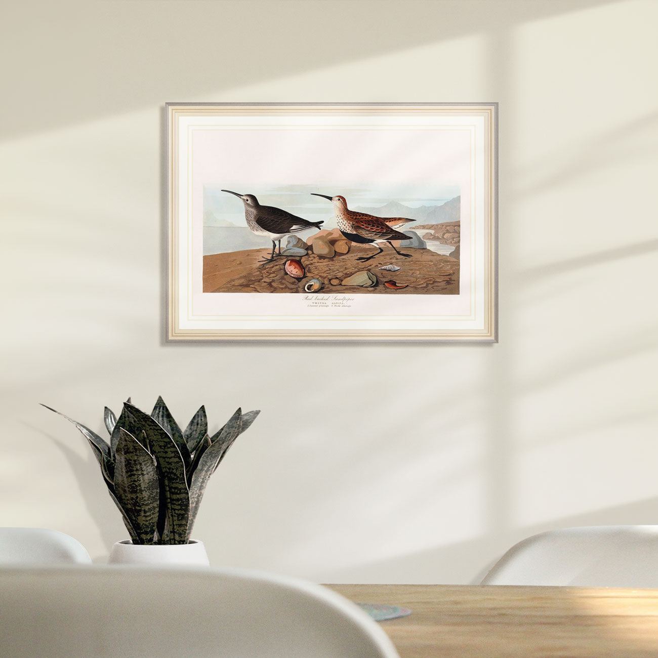 Red Backed Sandpiper Bird Print 