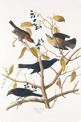 Rusty Grakle Bird Print 