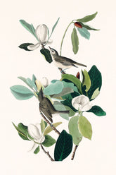 Warbling Flycatcher Bird Print 