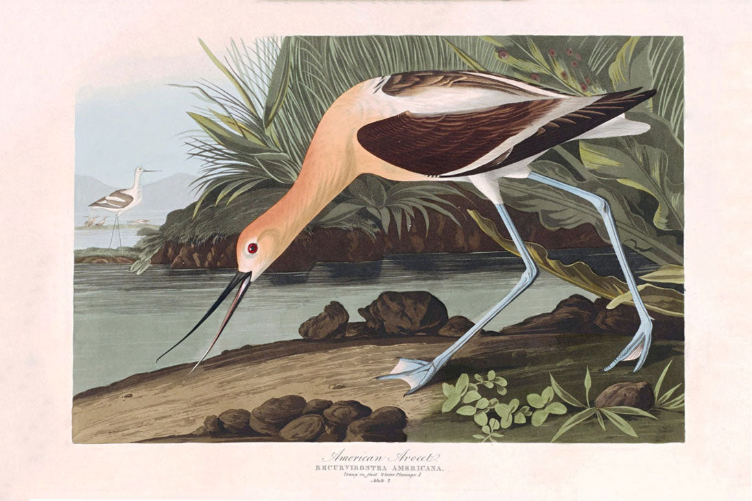 American Avocet Bird Print 