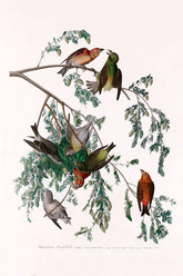 American Crossbill Bird Print 