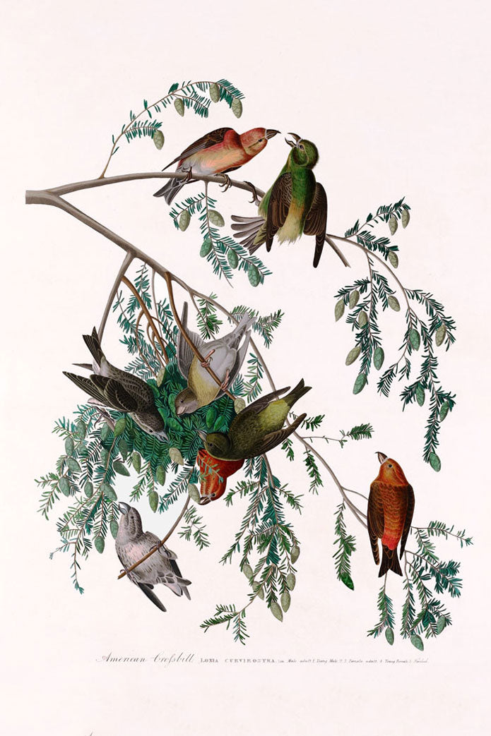 American Crossbill Bird Print 
