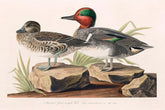 American Green Winged Teal Bird Print 