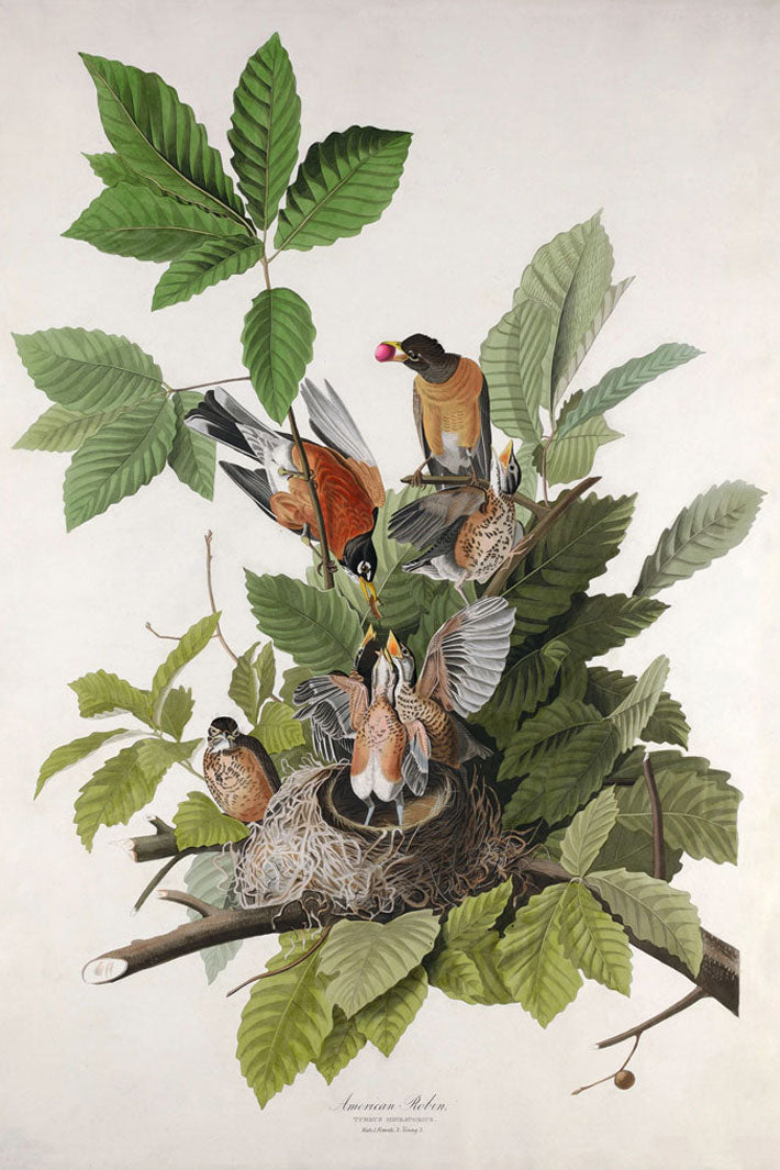American Robin Bird Print 