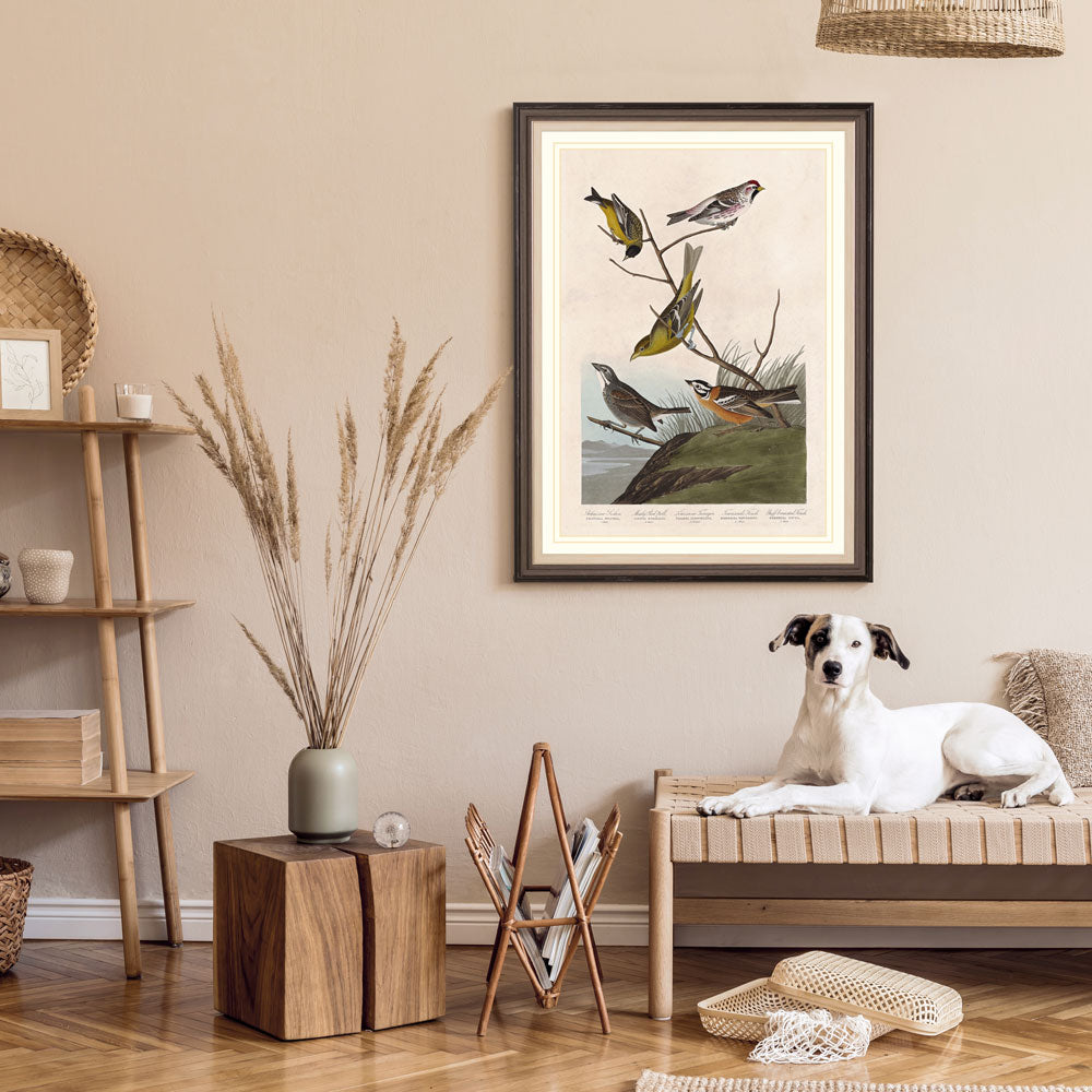 Arkansaw Siskin, Mealy Red Poll, Louisiana Tanager, Townsend's Finch And Buff Breasted Finch Birds Print 
